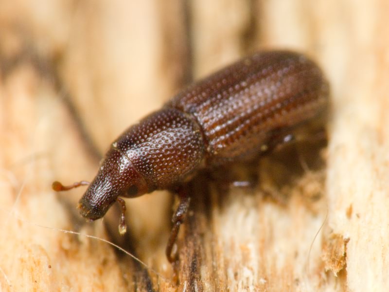 Stereocorynes truncorum (Germar, 1824)